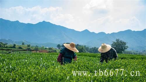 福鼎白茶:茶多酚含量丰富