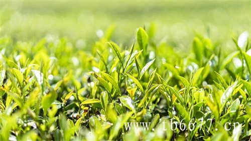 一波三折的水果茶测评