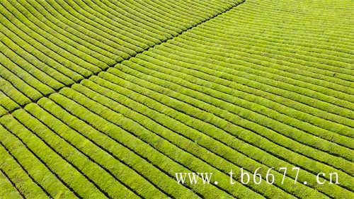 福鼎白茶农林大学