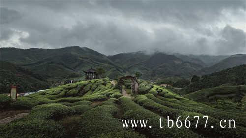 多少钱一斤的茶才是好茶