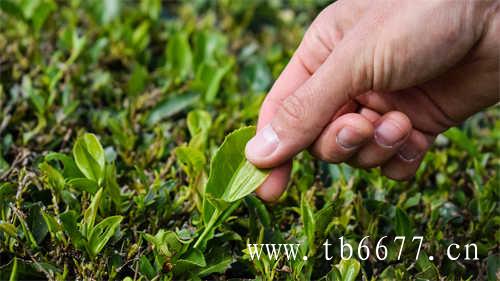 乌龙茶红茶绿茶的区别