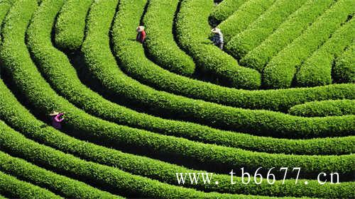 白牡丹茶和寿眉哪个好