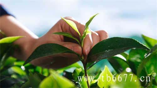 福鼎白茶饼为什么没有保质期