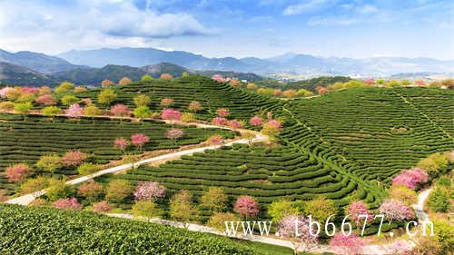 白牡丹茶和寿眉哪个好