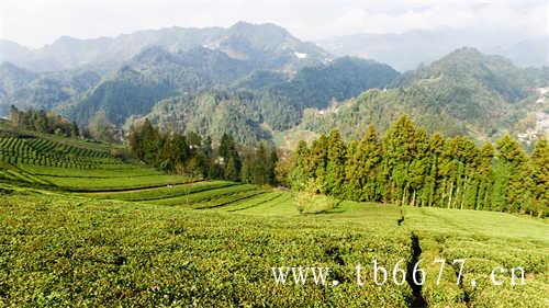 福鼎老白茶要洗茶吗