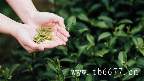 老白茶是红茶还是绿茶