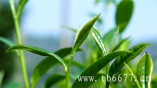 福鼎白茶与政和白茶有什么区别