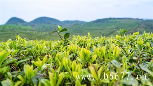福鼎白茶的采摘方式