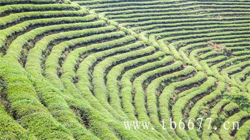 康师傅乌龙茶零售价