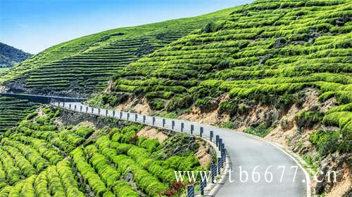 茶旅融合融出发展新路