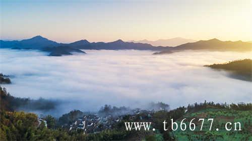 福鼎白茶多少钱一斤_价格