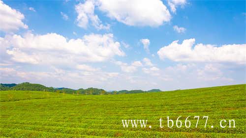 贡眉白茶的价格决定因素有哪些