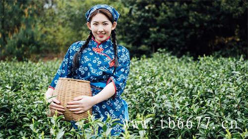 千元级购茶方案(三)