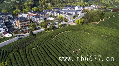 广东省普宁市里湖茶叶专业市场