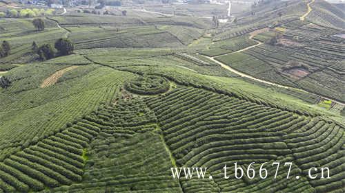 中国首家数字化白茶智慧茶窖