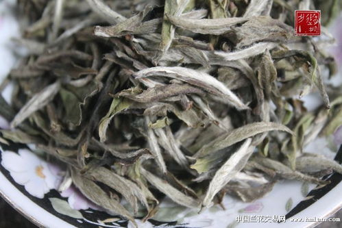 福鼎白茶跟普洱有什么区别