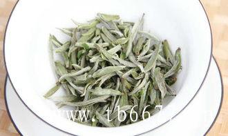 新手如何泡白茶？