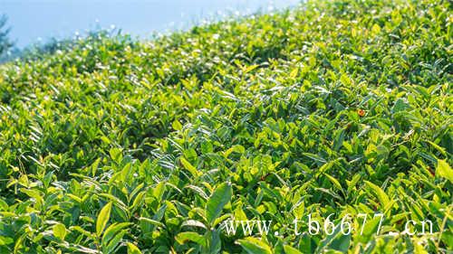秋寿眉的茶汤你会喝吗