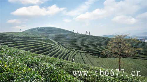 乌龙茶有哪些种类