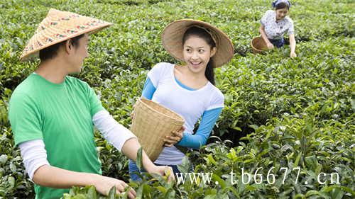 chali茶里与三得利达成战略合作