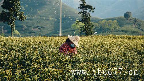 寿眉白茶价格一般多少