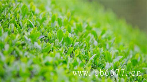 福鼎白茶与其他茶叶一样