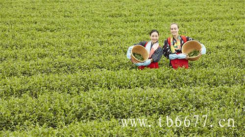 闽南深山里的黑乌龙茶黑旦