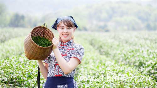青茶(乌龙茶)的基本常识和功效