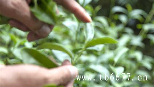 贡眉茶的价格决定因素
