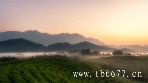 现在中国普洱茶十大品牌