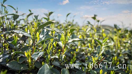 特级老白茶寿眉茶饼价格