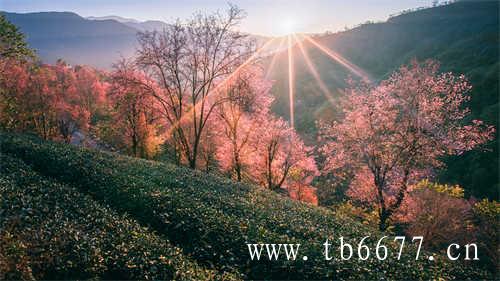 太姥山的柔茶知道杯中的律动