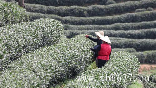 珍藏白牡丹紧压白茶500