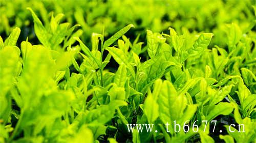福鼎制茶师研习班6月24日开班