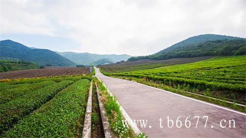 全国各省产茶名录(一)