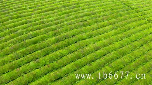 泡乌龙茶紫砂壶