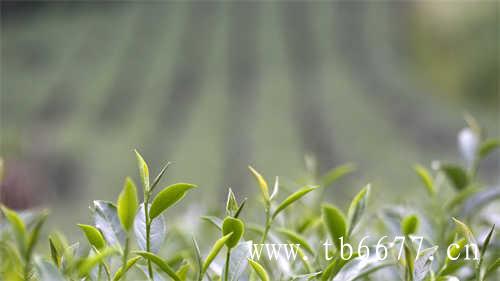 绿茶和它一起泡保健效果翻倍