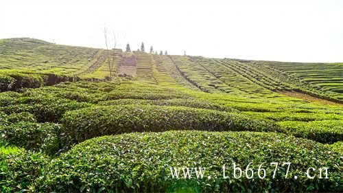三得利乌龙茶