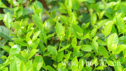 特级老白茶寿眉茶饼价格