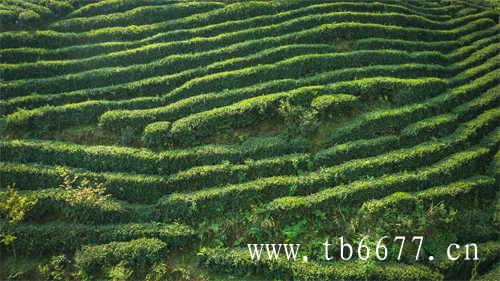 康师傅乌龙茶引爆茶文化新时代