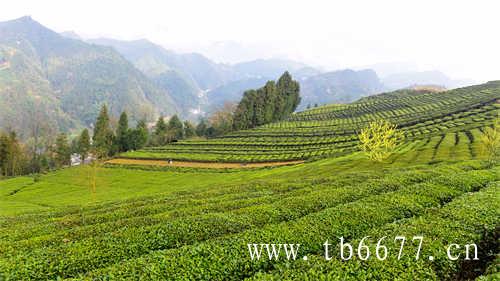 乌龙茶的味道