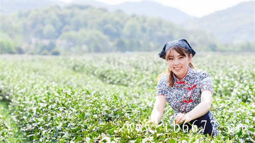 福鼎贡眉(寿眉)白茶的价格