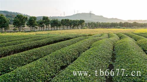 陈茶饼和新茶饼哪个好