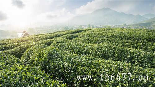 福鼎贡眉(寿眉)白茶的价格