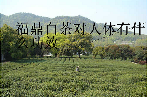 福鼎白茶对人体有什么功效