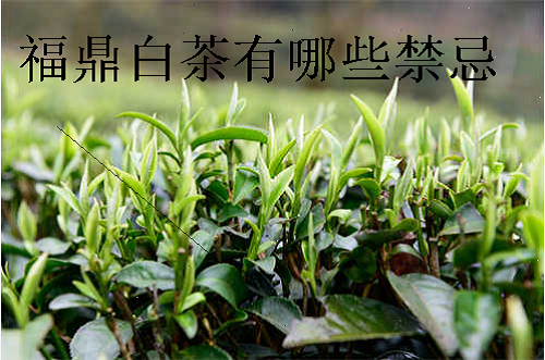 福鼎白茶有哪些禁忌