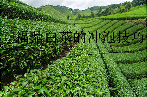 福鼎白茶白牡丹冲泡方法