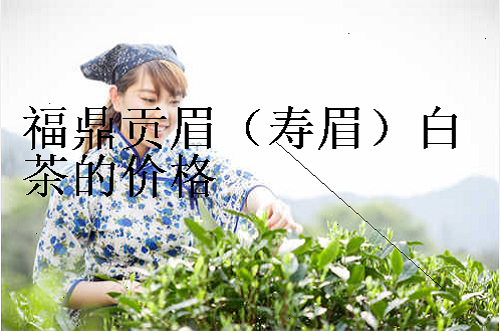 福鼎贡眉(寿眉)白茶的价格