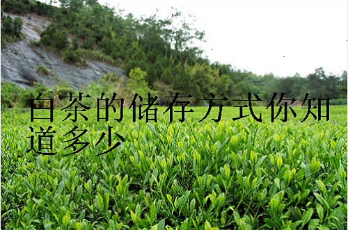 白茶的储存方式你知道多少