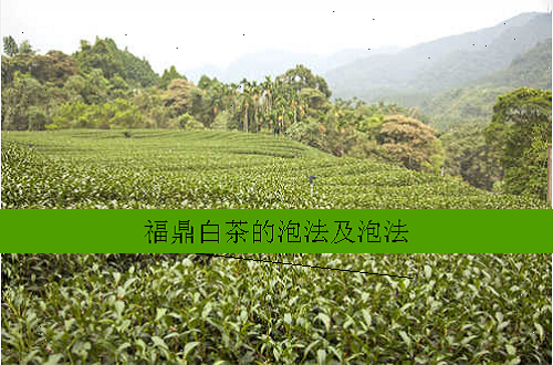 福鼎白茶的泡法及泡法